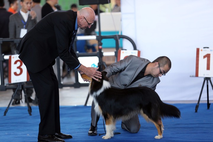 纯种犬注册认证现场，外国专家很认真。张志红摄 (1).jpg